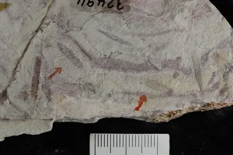 Dokumentasi YPM IP 032494 dengan identifikasi pada sumber Glossograptus hincksii. Isi dan label gambar dipertahankan.