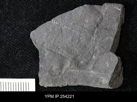 Dokumentasi YPM IP 254221 dengan identifikasi pada sumber Dicellograptus divaricatus. Isi dan label gambar dipertahankan.