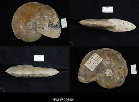 Dokumentasi YPM IP 006404 dengan identifikasi pada sumber Dorsetensia liostraca. Isi dan label gambar dipertahankan.