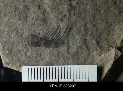 Dokumentasi YPM IP 388207 dengan identifikasi pada sumber Eurypterus dekayi. Isi dan label gambar dipertahankan.