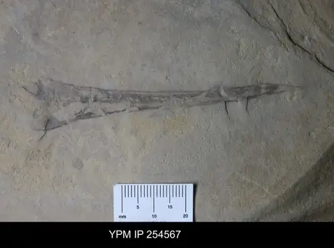 Dokumentasi YPM IP 254567 dengan identifikasi pada sumber Eurypterus laculatus. Isi dan label gambar dipertahankan.