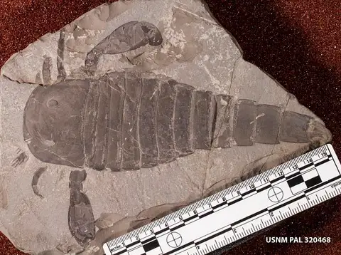 Dokumentasi USNM PAL320468 dengan identifikasi pada sumber Eurypterus lacustris. Isi dan label gambar dipertahankan.