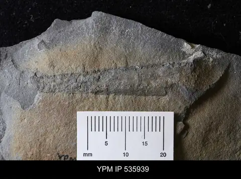 Dokumentasi YPM IP 535939 dengan identifikasi pada sumber Eurypterus pittsfordensis. Isi dan label gambar dipertahankan.