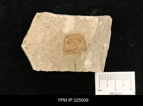 Dokumentasi YPM IP 325009 dengan identifikasi pada sumber Eurypterus tetragonophthalmus. Isi dan label gambar dipertahankan.