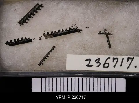 Dokumentasi YPM IP 236717 dengan identifikasi pada sumber Monograptus priodon. Isi dan label gambar dipertahankan.
