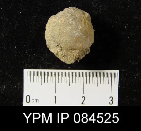Dokumentasi YPM IP 084525 dengan identifikasi pada sumber Barrandella kindlei. Isi dan label gambar dipertahankan.