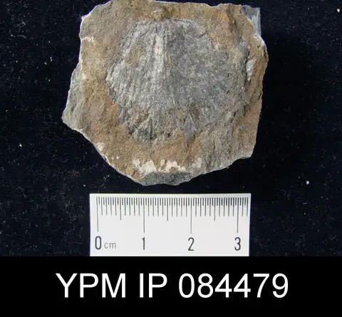 Dokumentasi YPM IP 084479 dengan identifikasi pada sumber Dolerorthis flabellites. Isi dan label gambar dipertahankan.