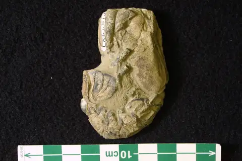 Dokumentasi P 144407 dengan identifikasi pada sumber Meyeria vectensis. Isi dan label gambar dipertahankan.