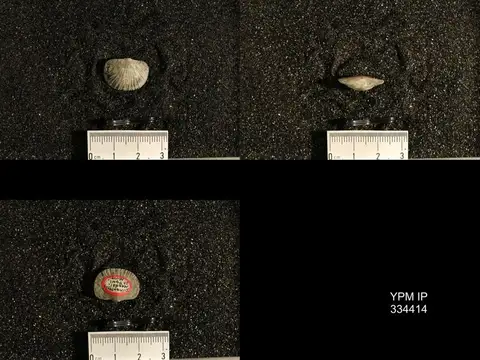 Dokumentasi YPM IP 334414 dengan identifikasi pada sumber Dinorthis meedsi. Isi dan label gambar dipertahankan.