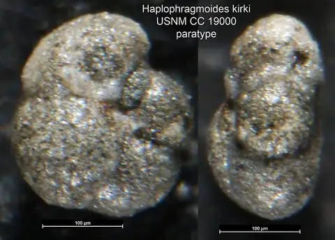 Dokumentasi USNM CC19000 dengan identifikasi pada sumber Haplophragmoides kirki. Isi dan label gambar dipertahankan.