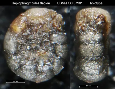 Dokumentasi USNM CC37901 dengan identifikasi pada sumber Haplophragmoides flagleri. Isi dan label gambar dipertahankan.