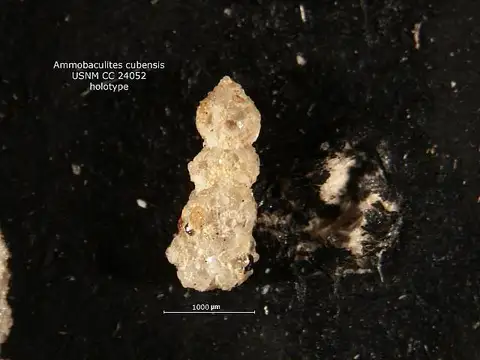 Dokumentasi USNM CC24052 dengan identifikasi pada sumber Ammobaculites cubensis. Isi dan label gambar dipertahankan.