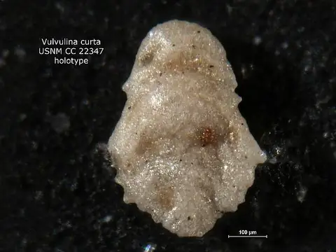 Dokumentasi USNM CC22347 dengan identifikasi pada sumber Vulvulina curta. Isi dan label gambar dipertahankan.
