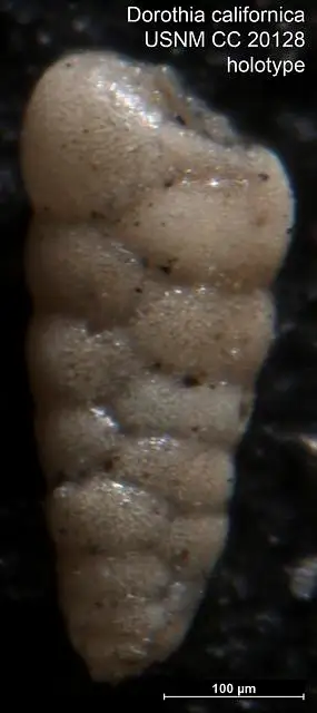 Dokumentasi USNM CC20128 dengan identifikasi pada sumber Dorothia californica. Isi dan label gambar dipertahankan.
