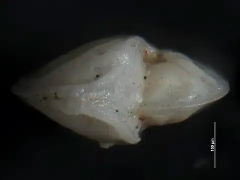 Dokumentasi USNM CC48866 dengan identifikasi pada sumber Robulus chiranus. Isi dan label gambar dipertahankan.