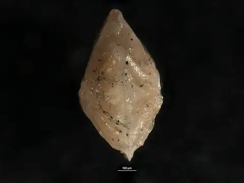 Dokumentasi USNM CC54237 dengan identifikasi pada sumber Robulus insuetus. Isi dan label gambar dipertahankan.