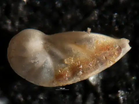 Dokumentasi USNM CC14503 dengan identifikasi pada sumber Robulus mayi. Isi dan label gambar dipertahankan.