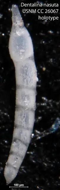 Dokumentasi USNM CC26067 dengan identifikasi pada sumber Dentalina nasuta. Isi dan label gambar dipertahankan.