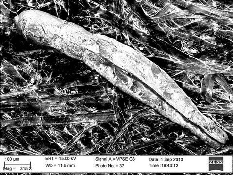 Dokumentasi USNM CC14516 dengan identifikasi pada sumber Dentalina quadrulata. Isi dan label gambar dipertahankan.