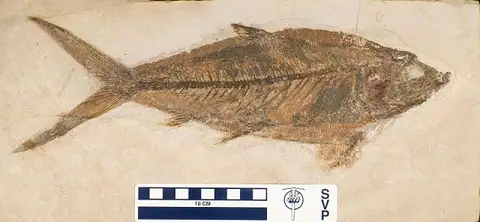 Dokumentasi USNM V21076 dengan identifikasi pada sumber Thunnus lanceolatus. Isi dan label gambar dipertahankan.