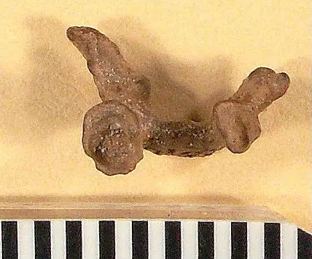 Dokumentasi USNM V9219 dengan identifikasi pada sumber Alisodon mirus. Isi dan label gambar dipertahankan.