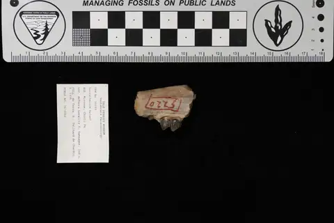Dokumentasi YPM VP 020153 dengan identifikasi pada sumber Dorcatherium majus. Isi dan label gambar dipertahankan.
