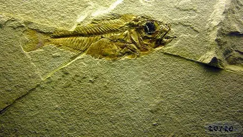 Dokumentasi USNM V20720 dengan identifikasi pada sumber Berybolcensis leptacanthus. Isi dan label gambar dipertahankan.