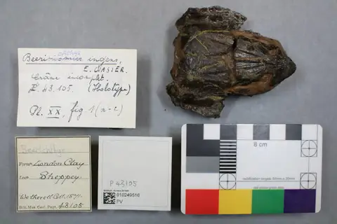 Dokumentasi PV OR 43105 dengan identifikasi pada sumber Beerichthys ingens. Isi dan label gambar dipertahankan.