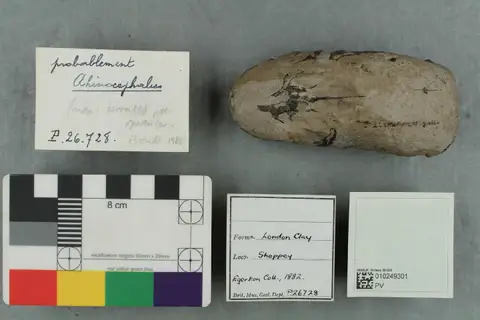Dokumentasi PV P 26728 dengan identifikasi pada sumber Rhinocephalus planiceps. Isi dan label gambar dipertahankan.