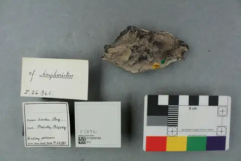 Dokumentasi PV P 26961 dengan identifikasi pada sumber Ampheristus toliapicus. Isi dan label gambar dipertahankan.