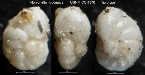 Dokumentasi USNM CC4370 dengan identifikasi pada sumber Nonionella miocenica. Isi dan label gambar dipertahankan.