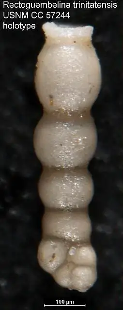 Dokumentasi USNM CC57244 dengan identifikasi pada sumber Rectoguembelina trinitatensis. Isi dan label gambar dipertahankan.