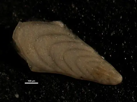 Dokumentasi USNM CC5701 dengan identifikasi pada sumber Plectofrondicularia miocenica. Isi dan label gambar dipertahankan.