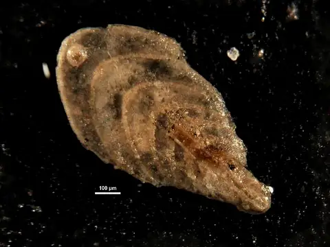 Dokumentasi USNM CC48840 dengan identifikasi pada sumber Plectofrondicularia oregonensis. Isi dan label gambar dipertahankan.