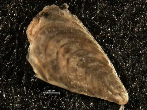 Dokumentasi USNM CC10143 dengan identifikasi pada sumber Plectofrondicularia packardi. Isi dan label gambar dipertahankan.
