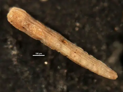 Dokumentasi USNM CC10064 dengan identifikasi pada sumber Plectofrondicularia trinitatensis. Isi dan label gambar dipertahankan.