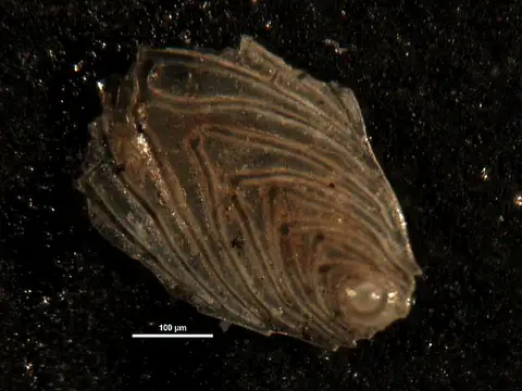 Dokumentasi USNM MO369300 dengan identifikasi pada sumber Plectofrondicularia vaughani. Isi dan label gambar dipertahankan.