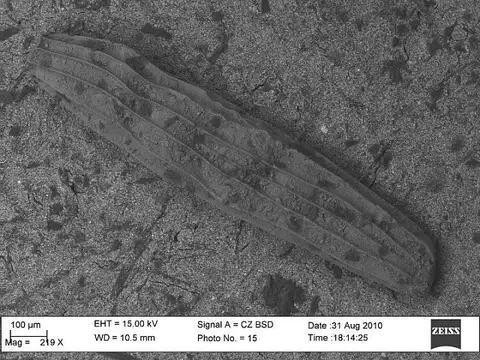 Dokumentasi USNM CC25450 dengan identifikasi pada sumber Amphimorphina ignota. Isi dan label gambar dipertahankan.