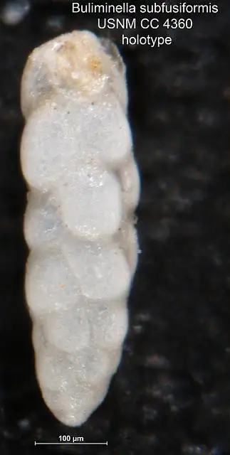 Dokumentasi USNM CC4360 dengan identifikasi pada sumber Buliminella subfusiformis. Isi dan label gambar dipertahankan.