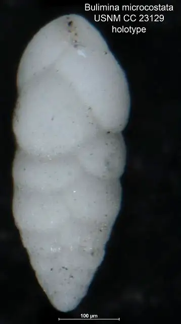 Dokumentasi USNM CC23129 dengan identifikasi pada sumber Bulimina microcostata. Isi dan label gambar dipertahankan.