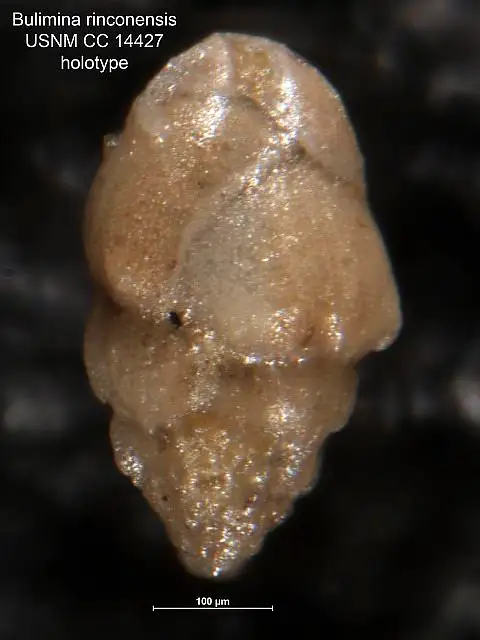 Dokumentasi USNM CC14427 dengan identifikasi pada sumber Bulimina rinconensis. Isi dan label gambar dipertahankan.