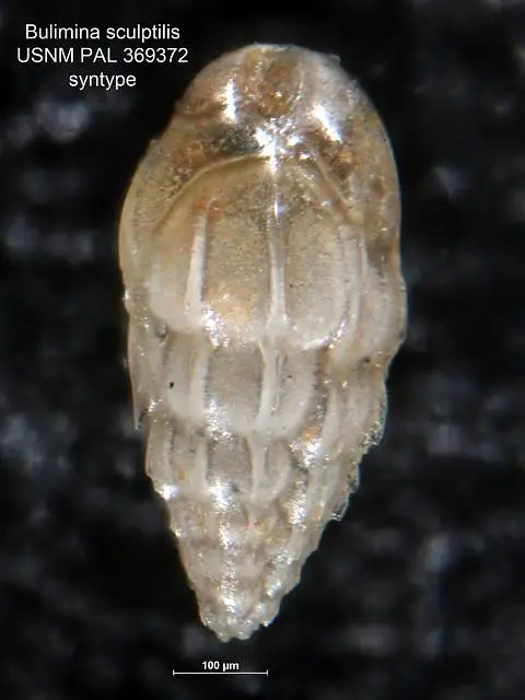 Dokumentasi USNM PAL369372 dengan identifikasi pada sumber Bulimina sculptilis. Isi dan label gambar dipertahankan.