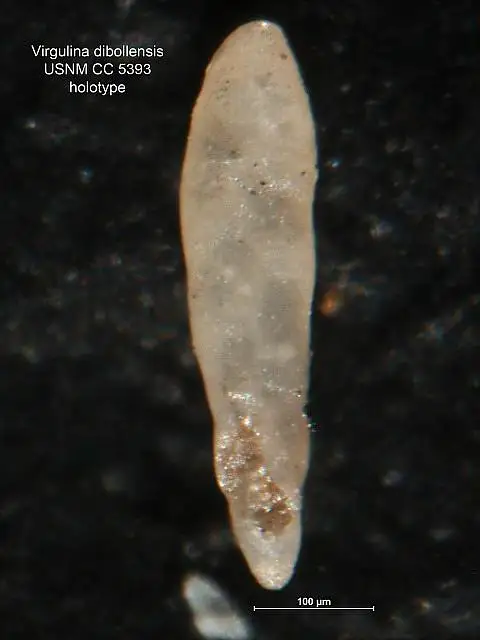 Dokumentasi USNM CC5393 dengan identifikasi pada sumber Virgulina dibollensis. Isi dan label gambar dipertahankan.