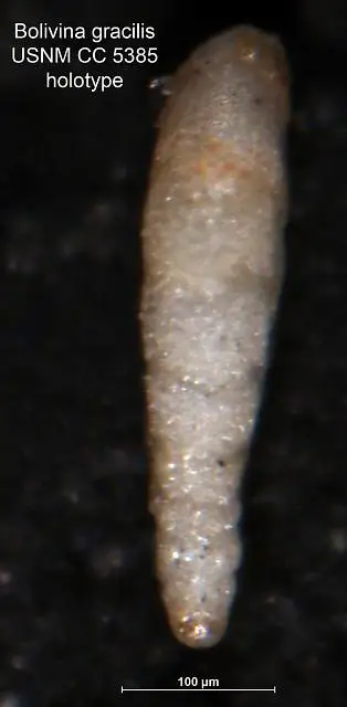 Dokumentasi USNM CC5385 dengan identifikasi pada sumber Bolivina gracilis. Isi dan label gambar dipertahankan.