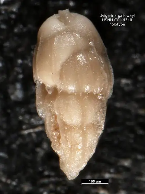 Dokumentasi USNM CC14340 dengan identifikasi pada sumber Uvigerina gallowayi. Isi dan label gambar dipertahankan.