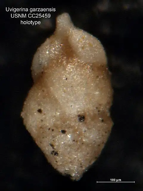 Dokumentasi USNM CC25459 dengan identifikasi pada sumber Uvigerina garzaensis. Isi dan label gambar dipertahankan.