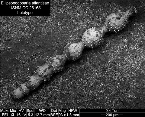 Dokumentasi USNM CC26165 dengan identifikasi pada sumber Ellipsonodosaria atlantisae. Isi dan label gambar dipertahankan.