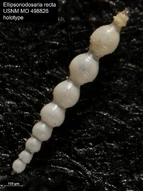 Dokumentasi USNM MO498826 dengan identifikasi pada sumber Ellipsonodosaria recta. Isi dan label gambar dipertahankan.
