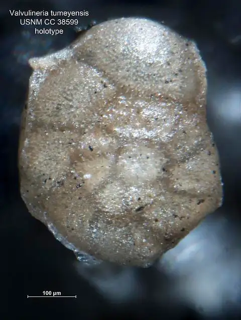 Dokumentasi USNM CC38599 dengan identifikasi pada sumber Valvulineria tumeyensis. Isi dan label gambar dipertahankan.
