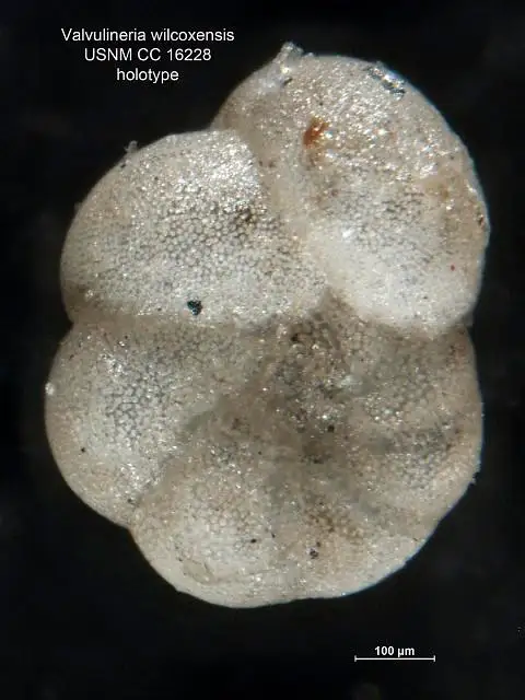 Dokumentasi USNM CC16228 dengan identifikasi pada sumber Valvulineria wilcoxensis. Isi dan label gambar dipertahankan.